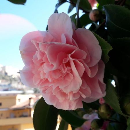 B&B Il Giardino Delle Camelie ปาเลสตรินา ภายนอก รูปภาพ