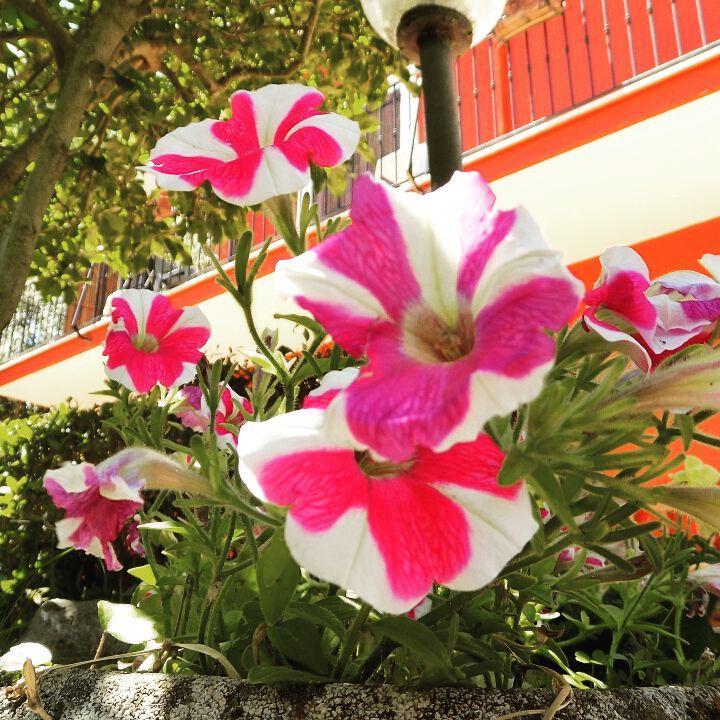 B&B Il Giardino Delle Camelie ปาเลสตรินา ภายนอก รูปภาพ