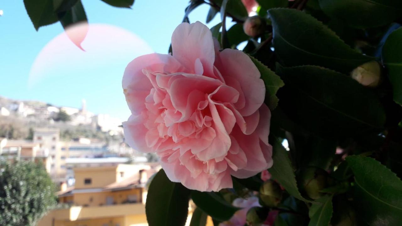 B&B Il Giardino Delle Camelie ปาเลสตรินา ภายนอก รูปภาพ